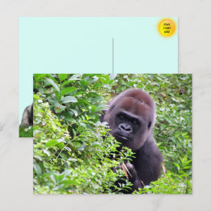 Carte postale Peek-A-Boo Gorilla