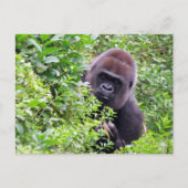 Carte postale Peek-A-Boo Gorilla (Devant)