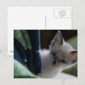 Carte postale Peek-a-Boo Kitten (Devant / Derrière)