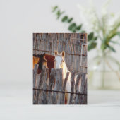 Carte Postale Peekaboo Paint (Debout devant)