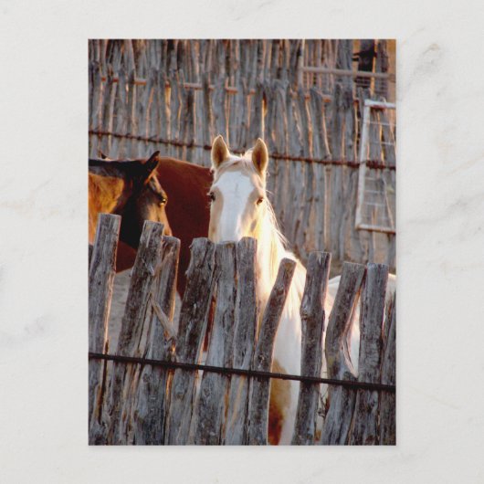 Carte Postale Peekaboo Paint (Devant)