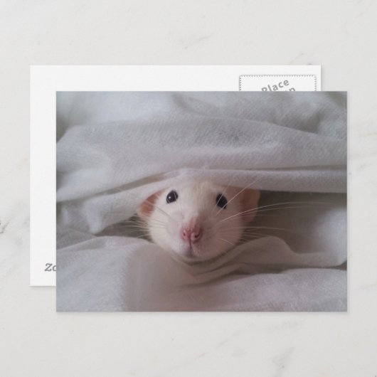 Carte postale Peekaboo Rat (Devant / Derrière)