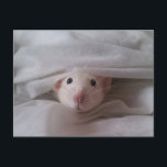 Carte postale Peekaboo Rat<br><div class="desc">Carte postale de rat mignonne avec Randy Ray jouant du peekaboo dans les couvertures de lit.</div>