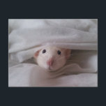 Carte postale Peekaboo Rat<br><div class="desc">Carte postale de rat mignonne avec Randy Ray jouant du peekaboo dans les couvertures de lit.</div>
