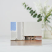 Carte Postale Peeking Kitty (Debout devant)