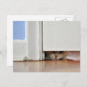 Carte Postale Peeking Kitty (Devant / Derrière)