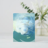 Carte postale Peeking Manatee (Debout devant)