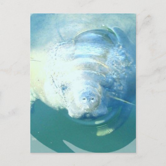 Carte postale Peeking Manatee (Devant)