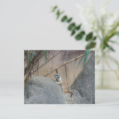 Carte Postale Peerkat Meerkat (Debout devant)
