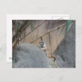 Carte Postale Peerkat Meerkat (Devant / Derrière)
