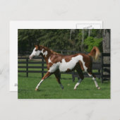 Carte Postale Peignez le cheval courant 1 (Devant / Derrière)