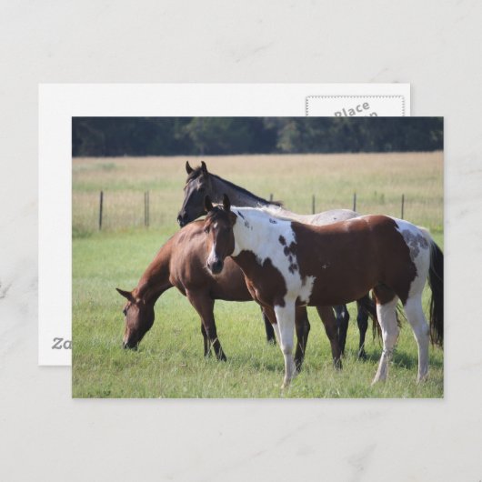 Carte Postale Peignez le cheval et les amis (Devant / Derrière)