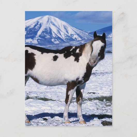 Carte Postale Peignez le cheval se tenant dans la neige (Devant)