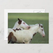 Carte Postale Peindre Foals Jouer (Devant / Derrière)
