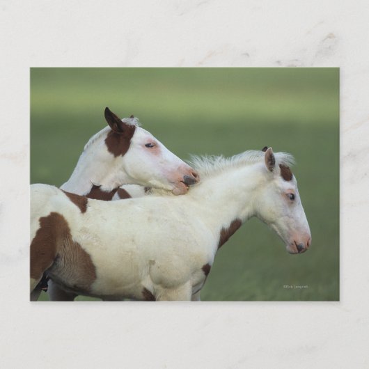 Carte Postale Peindre Foals Jouer (Devant)
