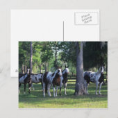 Carte Postale Peindre les chevaux dans les arbres (Devant / Derrière)