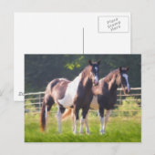Carte Postale Peindre Les Chevaux En Pâturage (Devant / Derrière)