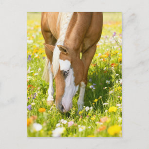 Carte Postale Peindre un cheval dans la prairie de fleurs sauvag