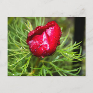 Carte Postale Peine, Paeony, Pion, Peon, Pion, Paeonia