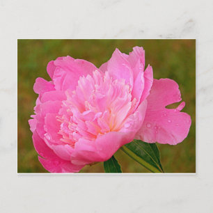 Carte Postale Peine rose pâle