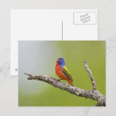 Carte Postale Peint Bunting Passerina ciris) chant masculin (Devant / Derrière)