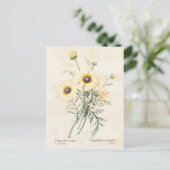 Carte Postale Peint Daisy Chrysanthemum Vintage Botanique (Debout devant)
