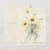 Carte Postale Peint Daisy Chrysanthemum Vintage Botanique (Devant / Derrière)