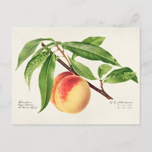 Carte Postale Peinture à base de fruits à la broche (Prunus Pers (Devant)