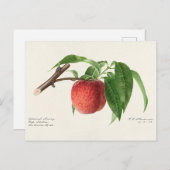 Carte Postale Peinture à base de fruits à la broche (Prunus Pers (Devant / Derrière)