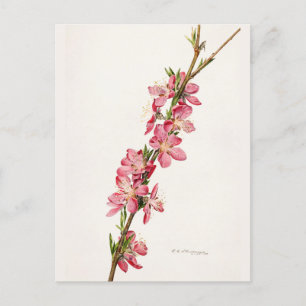 Carte Postale Peinture à l'aquarelle de fleurs roses de pêche
