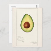 Carte Postale Peinture à l'aquarelle de fruit d'avocat (Persea) (Devant / Derrière)