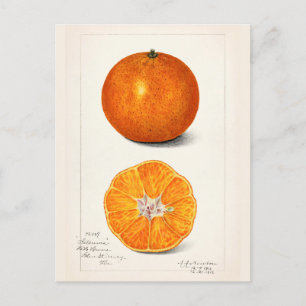 Carte Postale Peinture à l'aquarelle de fruits (Citrus Sinensis)