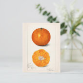 Carte Postale Peinture à l'aquarelle de fruits (Citrus Sinensis) (Debout devant)