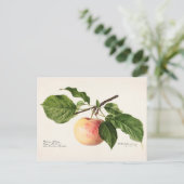 Carte Postale Peinture à l'aquarelle de fruits (Malus Domestica) (Debout devant)