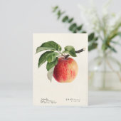 Carte Postale Peinture à l'aquarelle de fruits (Malus Domestica) (Debout devant)