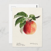 Carte Postale Peinture à l'aquarelle de fruits (Malus Domestica) (Devant / Derrière)
