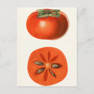 Carte Postale Peinture à l'aquarelle de fruits Persimmons