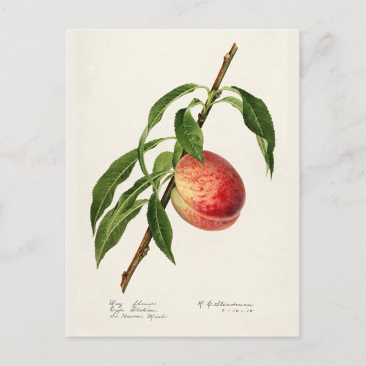 Carte Postale Peinture à l'aquarelle de fruits (Prunus Persica) (Devant)