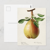 Carte Postale Peinture à l'aquarelle de fruits (Pyrus Communis) (Devant / Derrière)