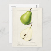 Carte Postale Peinture à l'aquarelle de fruits (Pyrus Communis) (Devant / Derrière)