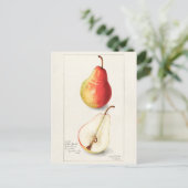 Carte Postale Peinture à l'aquarelle de fruits (Pyrus Communis) (Debout devant)