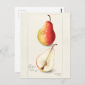 Carte Postale Peinture à l'aquarelle de fruits (Pyrus Communis) (Devant / Derrière)