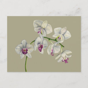 Carte Postale Peinture à l'aquarelle des orchidées
