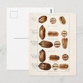 Carte Postale Peinture à l'aquarelle des Pecans (Carya Illinoine (Devant / Derrière)