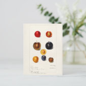 Carte Postale Peinture à l'aquarelle des prunes (Prunnus Domeati (Debout devant)