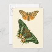 Carte Postale Peinture à papillon légèrement frontière (Devant / Derrière)
