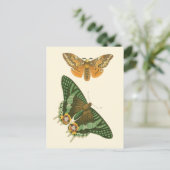 Carte Postale Peinture à papillon légèrement frontière (Debout devant)
