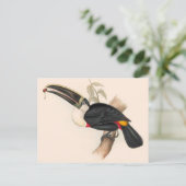 Carte Postale Peinture animalière d'antiquités Toucans (Debout devant)