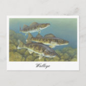 Carte postale Peinture au walleye (Devant)