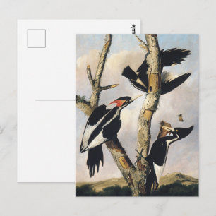 Carte Postale Peinture Audubon de Pic à bec ivoire
